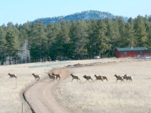 Elk