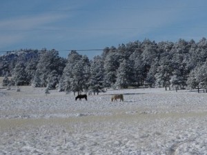 Horses