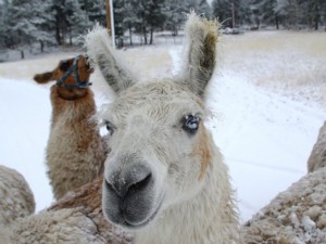 Llama